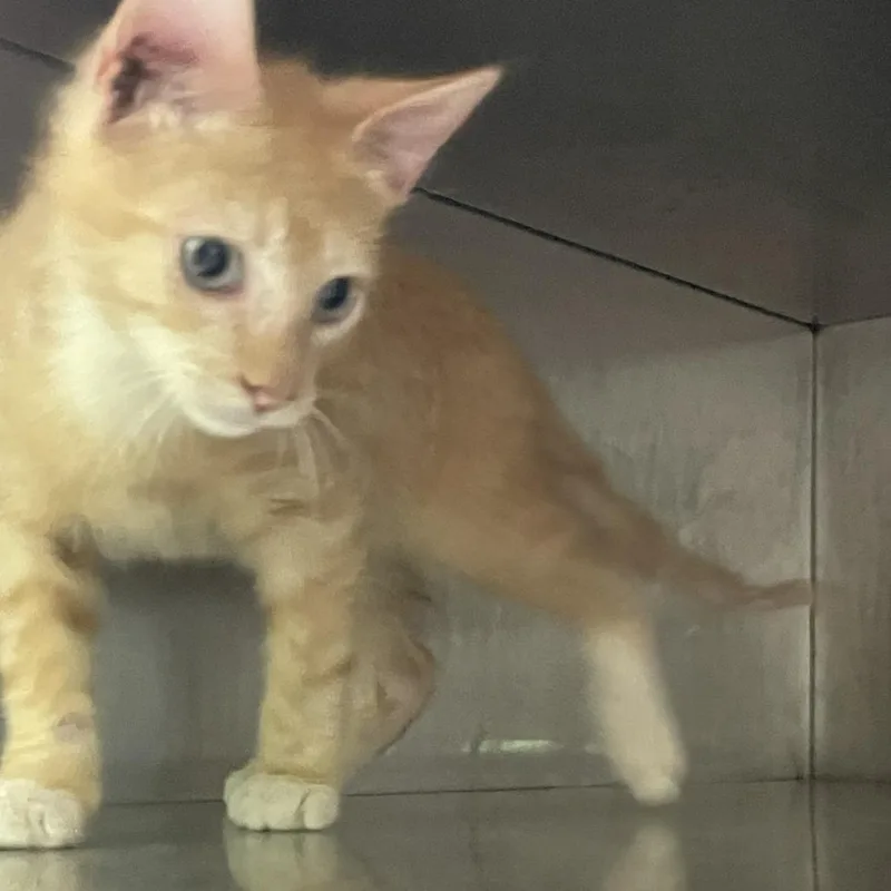 A baby small-sized male Orange / Red Domestic Short Hair cat named Cosmo for adoption in Austin, TX