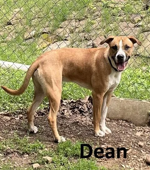 Dean thumbnail 3