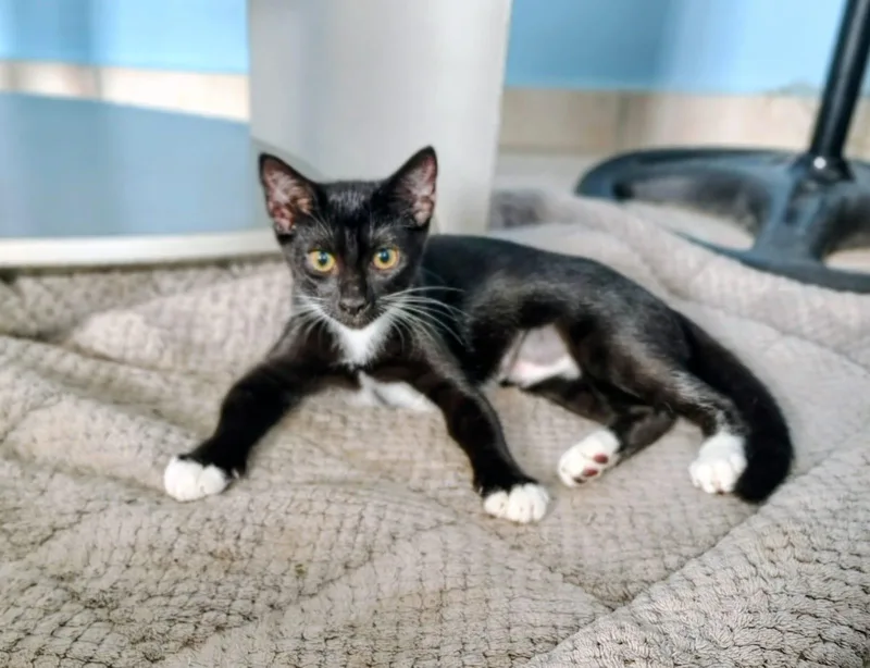 A baby medium-sized female Black & White / Tuxedo Domestic Short Hair cat named Zira for adoption in Franklin, MA