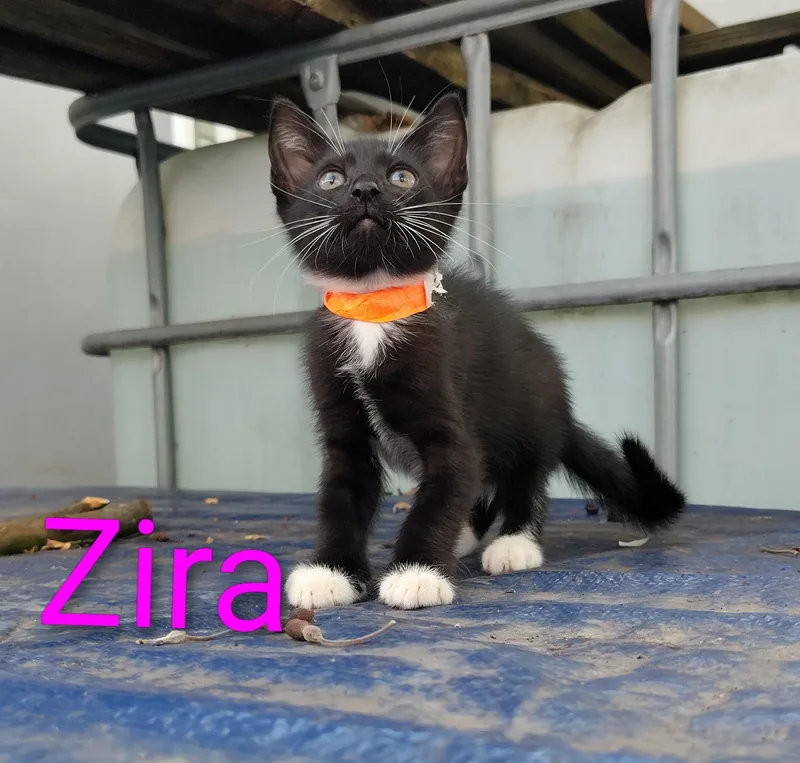 Zira thumbnail 3