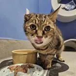 A senior medium-sized female Brown / Chocolate Domestic Short Hair cat named Ethel for adoption in Hilliard, OH