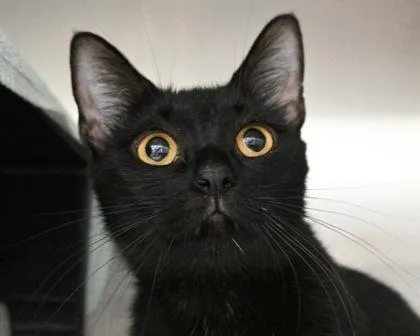 An adult small-sized female Domestic Short Hair cat named Elle for adoption in West Seneca, NY