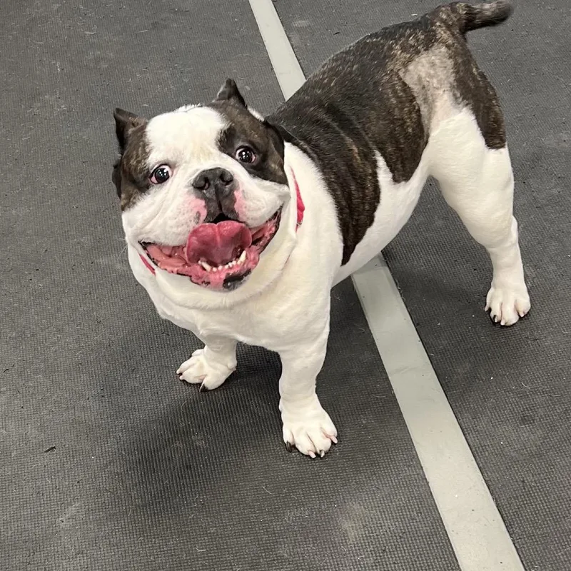 An adult medium-sized male Pit Bull Terrier dog named Spike for adoption in Westhampton, NY