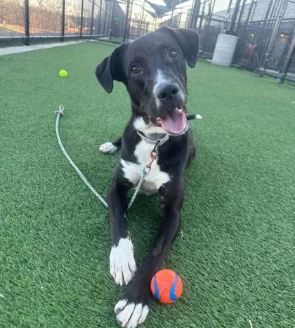 An adult large-sized male Black Mixed Breed dog named Memphis for adoption in Kansas City, MO