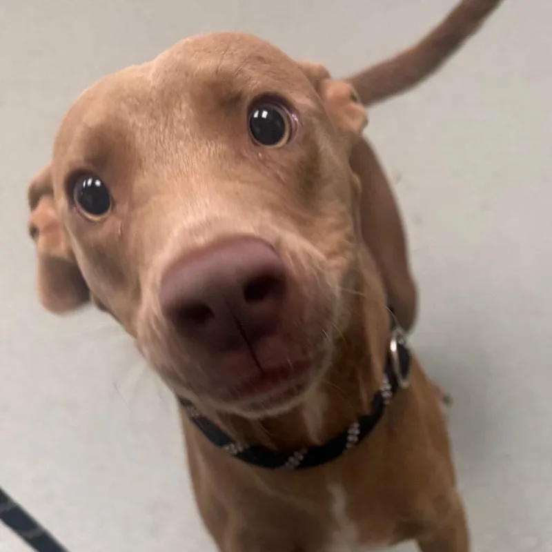 A young small-sized male Terrier dog named Porkchop for adoption in Abilene, TX