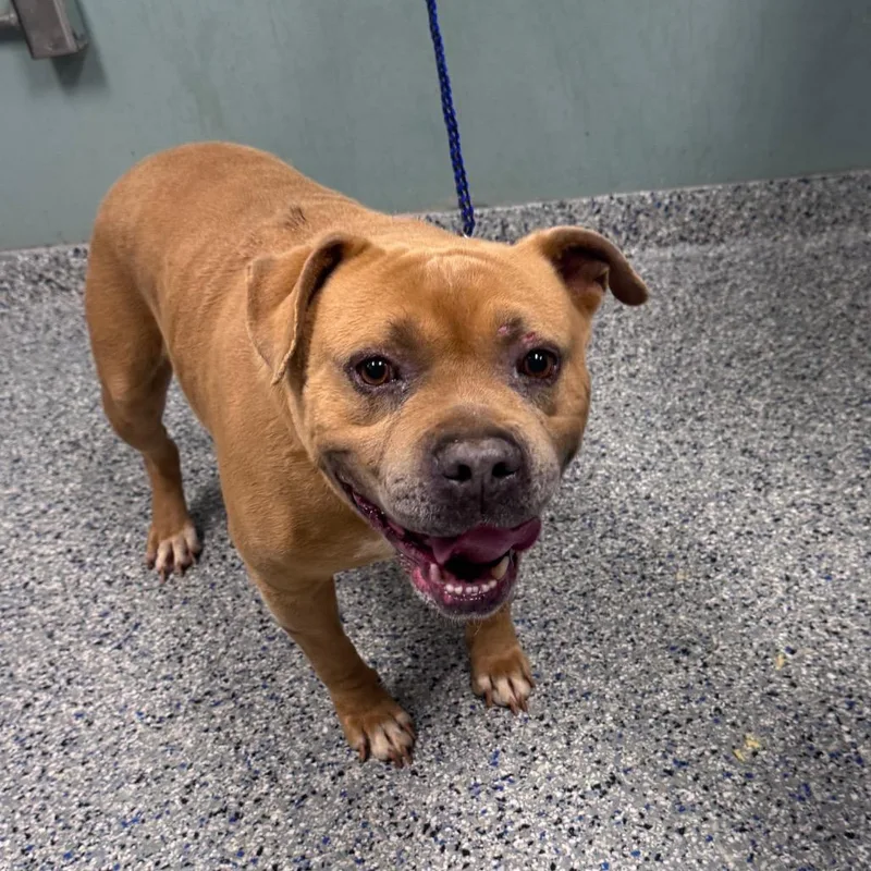 An adult large-sized male Yellow / Tan / Blond / Fawn American Staffordshire Terrier dog named Jim Tom for adoption in Greenville, SC