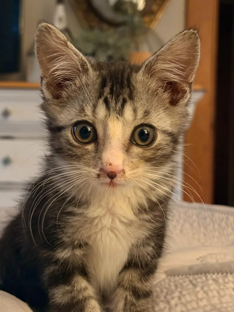 A baby small-sized male Domestic Short Hair cat named Toby for adoption in Rensselaer, IN