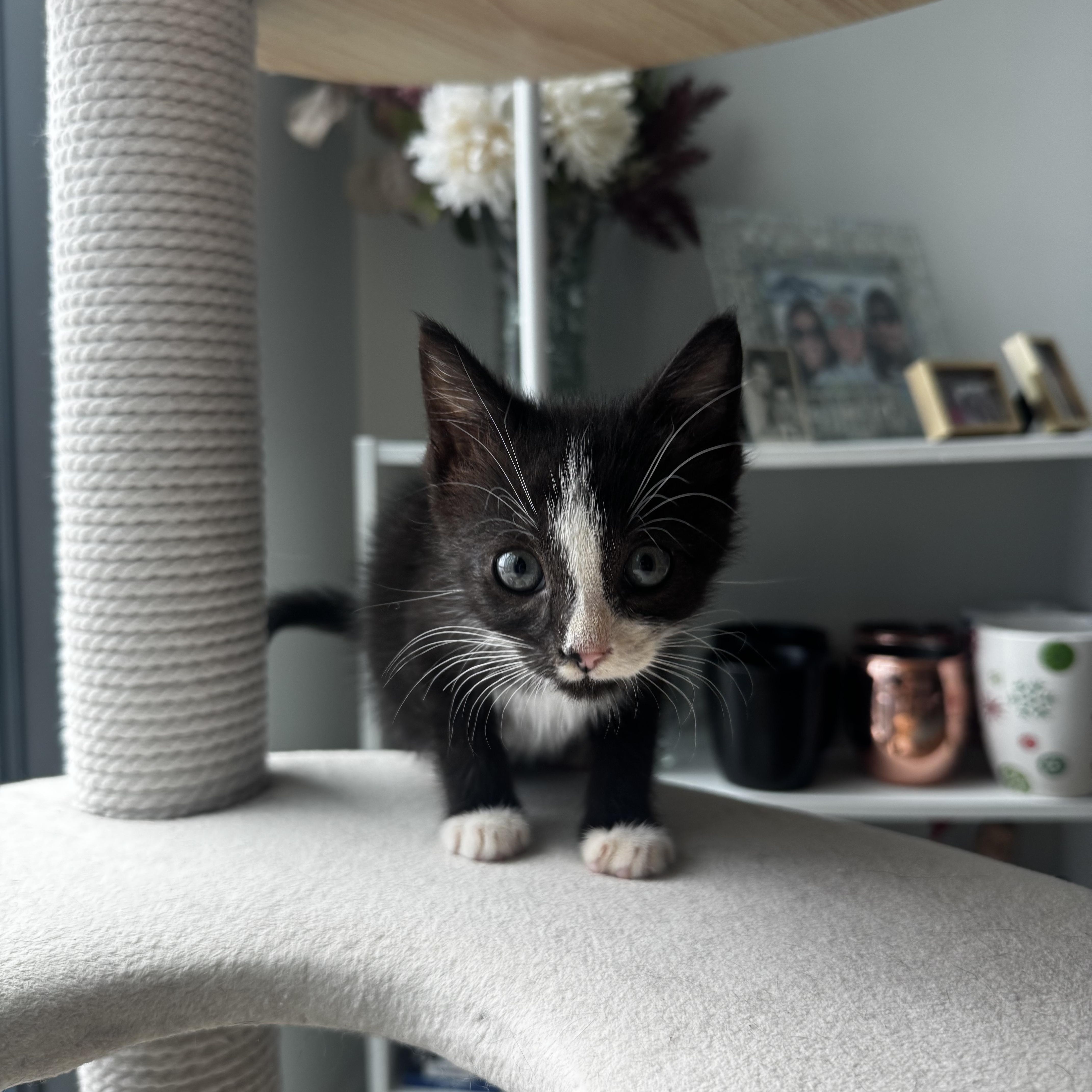 A baby medium-sized male Domestic Short Hair cat named Persimmon for adoption in Fredericksburg, VA