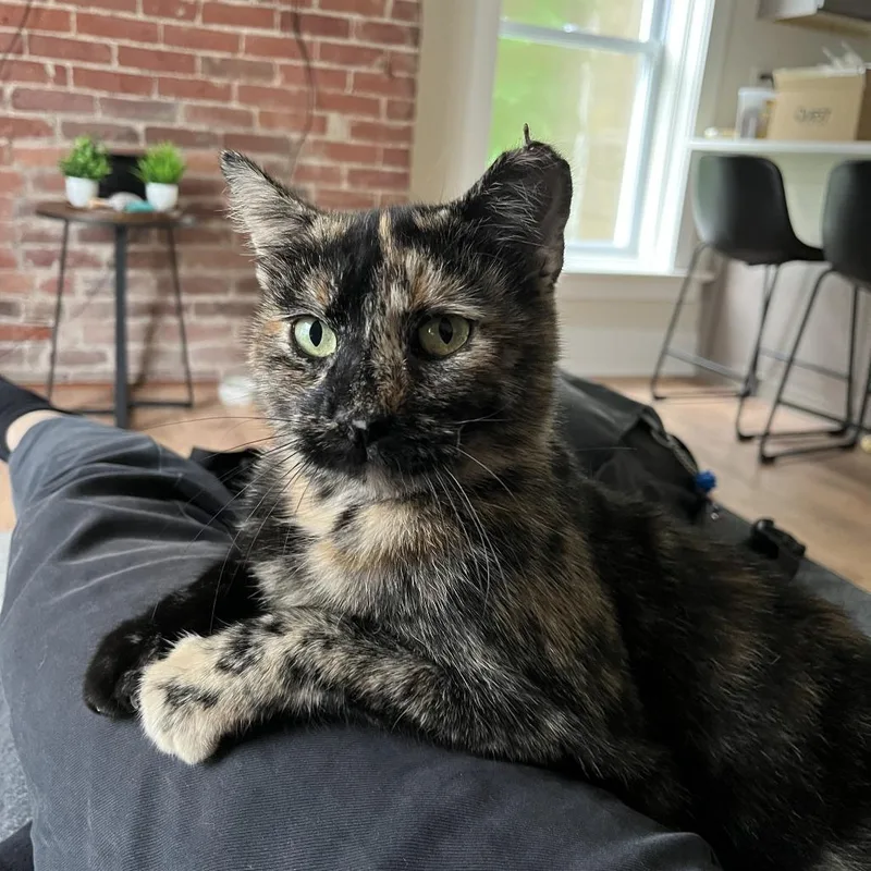 An adult large-sized female Tortoiseshell Domestic Short Hair cat named Lasagna for adoption in PITTSBURGH, PA