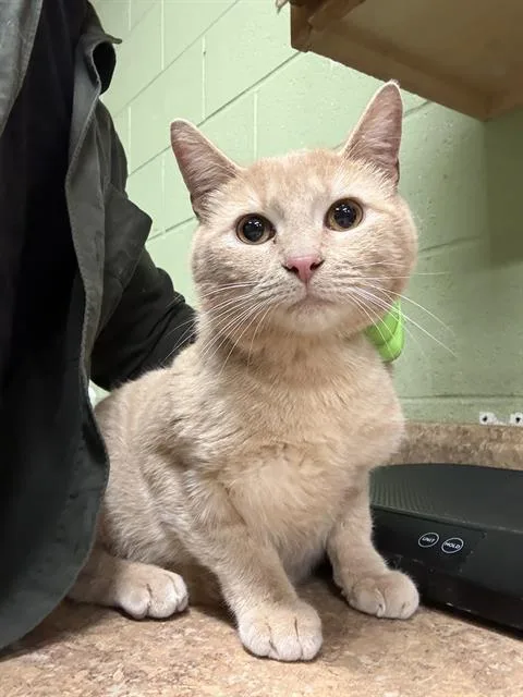 A young small-sized male Domestic Short Hair cat named Toast for adoption in Indianapolis, IN
