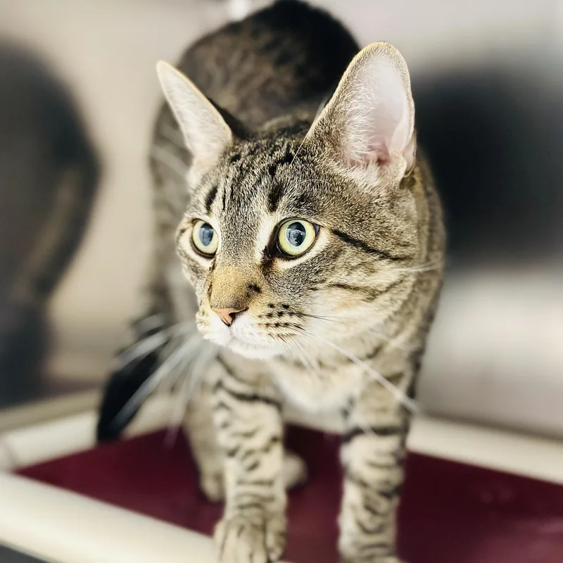 An adult medium-sized male Tabby (Brown / Chocolate) Domestic Short Hair cat named Doodle for adoption in Manahawkin, NJ