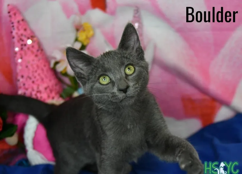 A baby medium-sized male Domestic Short Hair cat named Boulder for adoption in Fort Mill, SC