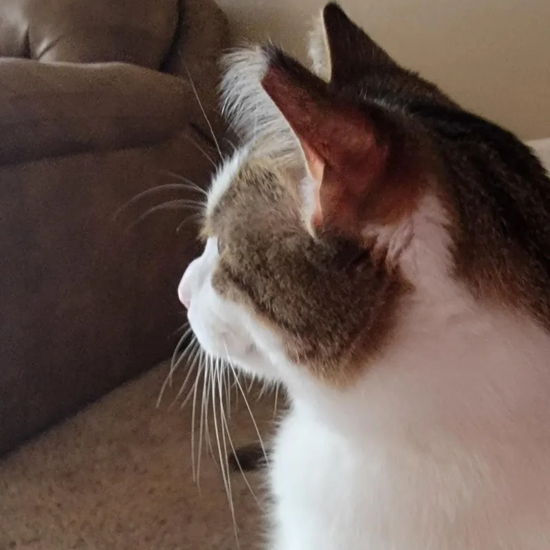 An adult large-sized female Domestic Short Hair cat named Panda for adoption in Springfield, MO