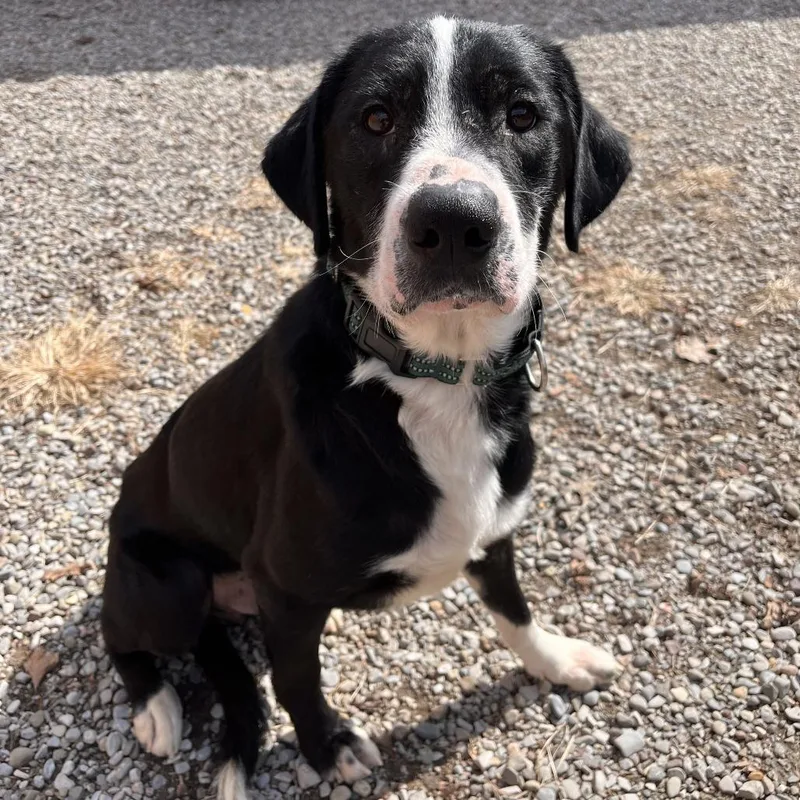An adult large-sized male Mixed Breed dog named Chucky for adoption in Fairport, NY