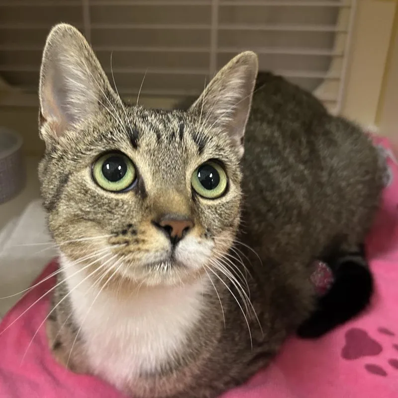An adult medium-sized female Brown / Chocolate Domestic Short Hair cat named Rosie for adoption in Newark, DE