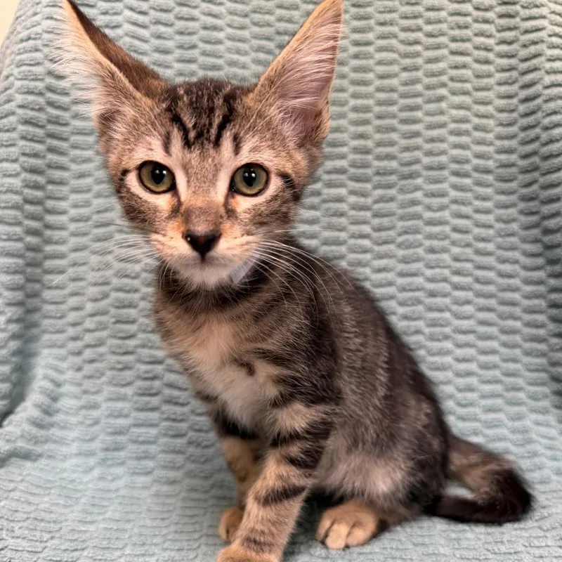 A baby small-sized male Brown / Chocolate Domestic Short Hair cat named Jericho for adoption in Hawthorne, CA