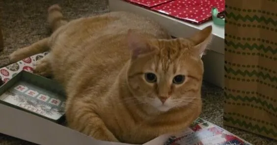 An adult medium-sized male Orange & White Domestic Short Hair cat named Nemo for adoption in Anoka, MN