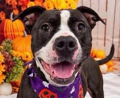 An adult medium-sized male Black Pit Bull Terrier dog named Barkley for adoption in Euclid, OH