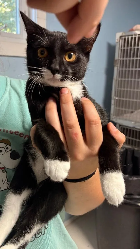 A young medium-sized female Black & White / Tuxedo Domestic Short Hair cat named Satin for adoption in Heathsville, VA