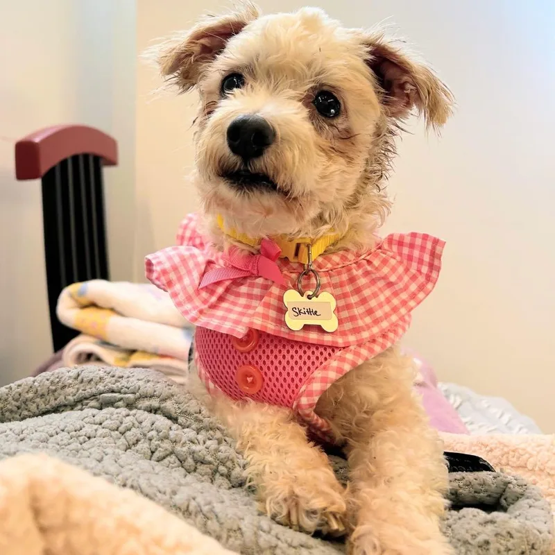 A senior small-sized female White / Cream Terrier dog named Skittle for adoption in San Francisco, CA