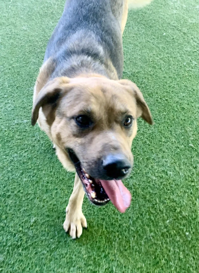 An adult large-sized male Black Shepherd dog named Norman for adoption in Grass Valley, CA