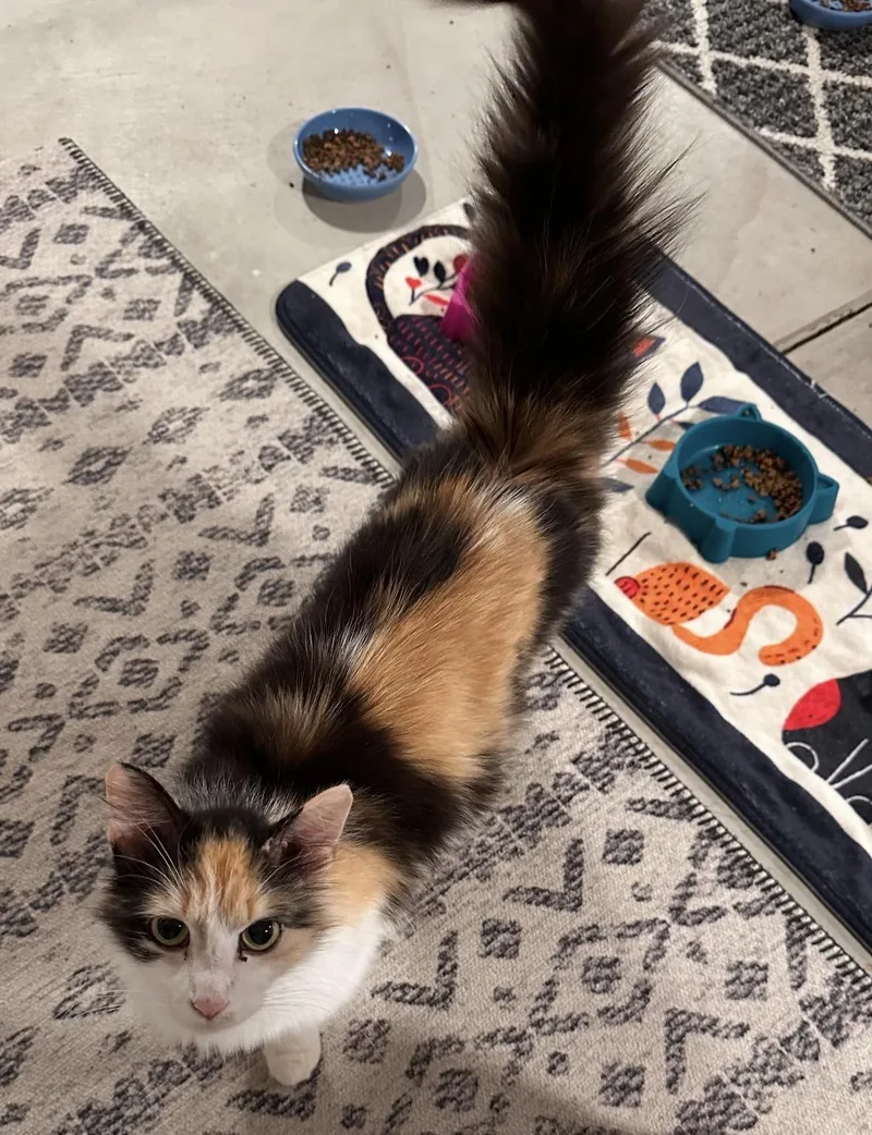 A young small-sized female Calico Domestic Long Hair cat named Maui for adoption in Canal Winchester, OH