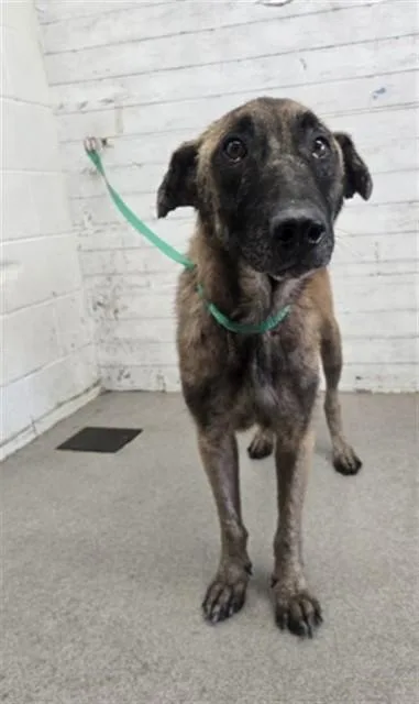 An adult large-sized male German Shepherd Dog dog named Burton for adoption in San Bernardino, CA