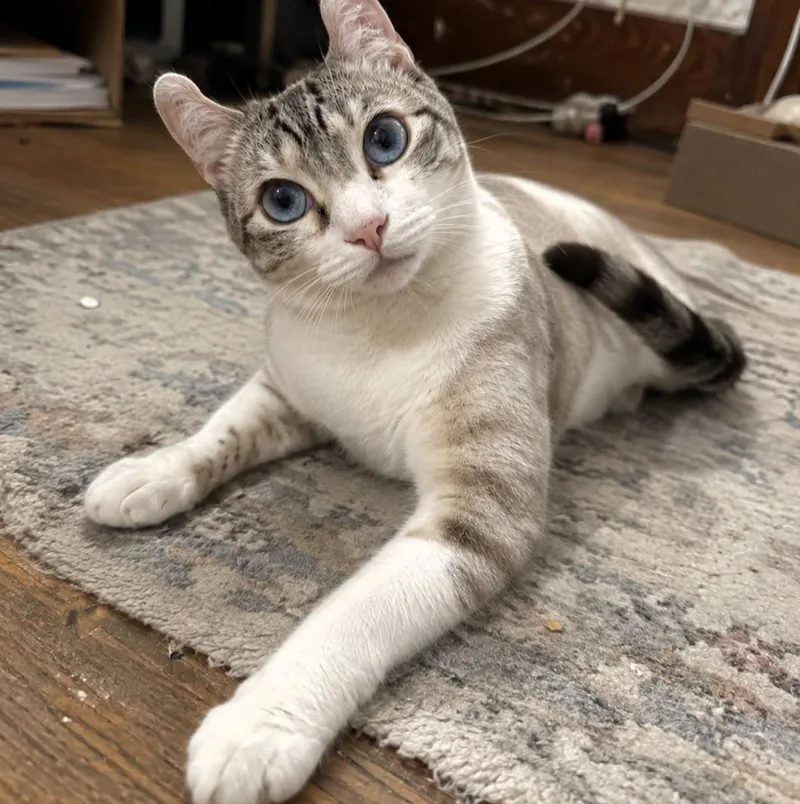 An adult medium-sized female American Curl cat named Purrl for adoption in Rochester, NY