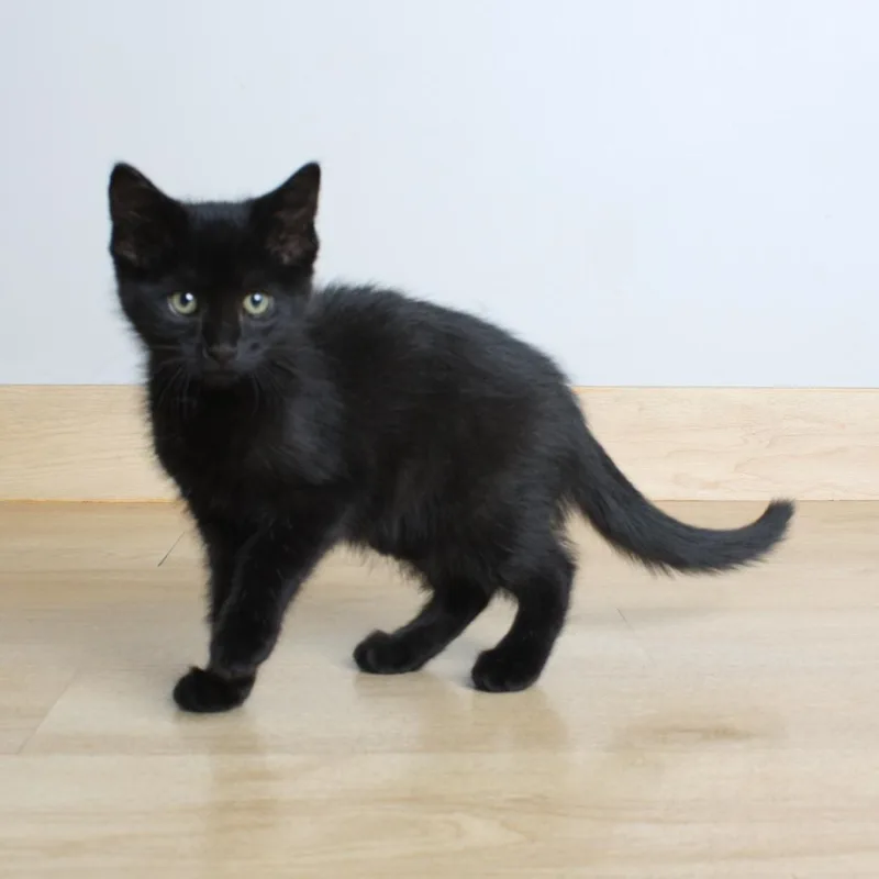 A baby small-sized female Black Domestic Short Hair cat named Ryan C for adoption in Minnetonka, MN