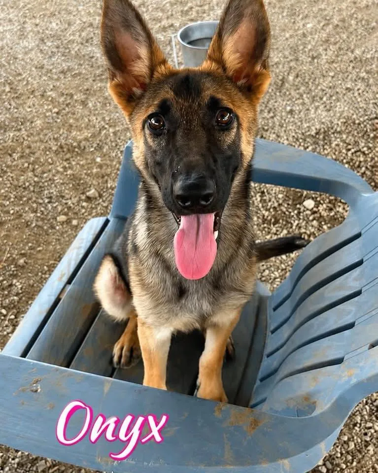 A baby large-sized female Black German Shepherd Dog dog named Onyx for adoption in New Rochelle, NY