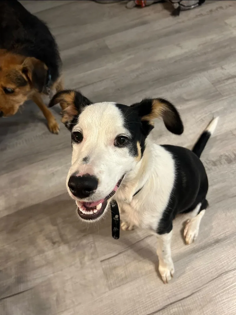A baby medium-sized male Border Collie dog named Boomer for adoption in Brentwood, CA