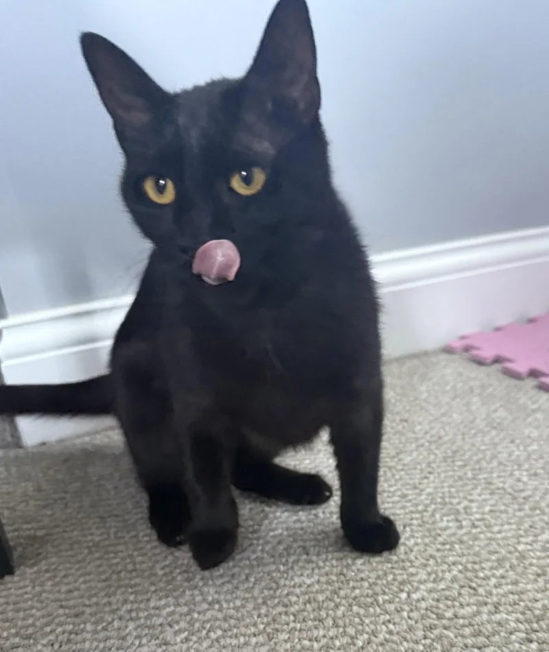 A young medium-sized female Black Domestic Short Hair cat named Onyx for adoption in Nashville, TN