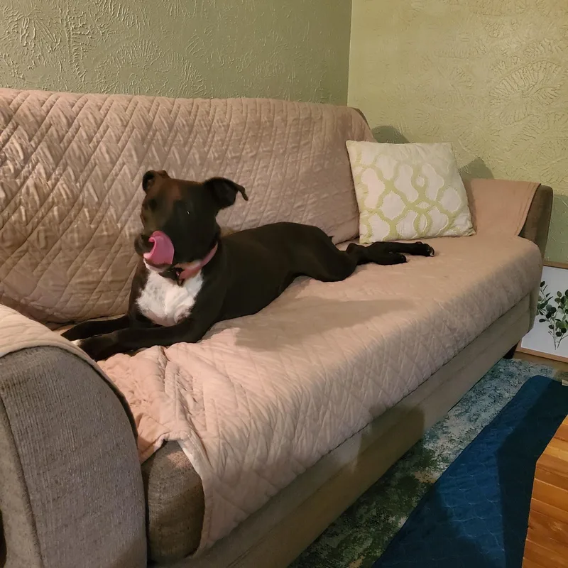 A young medium-sized female Brown / Chocolate American Staffordshire Terrier dog named Arabella for adoption in Weatherford, TX