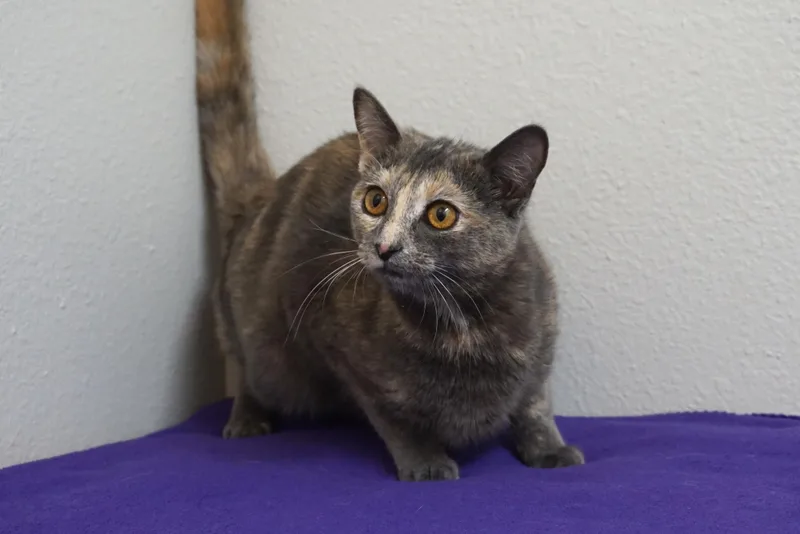 A young medium-sized female Domestic Short Hair cat named Marisol for adoption in Fountain Hills, AZ
