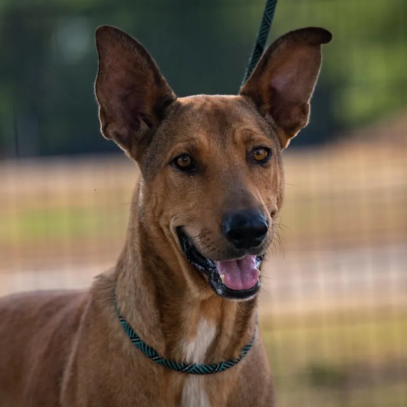 Aries Jum thumbnail 2