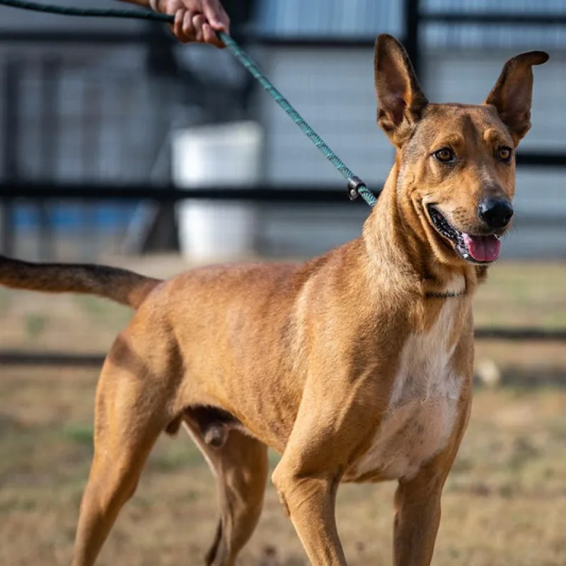 Aries Jum thumbnail 6