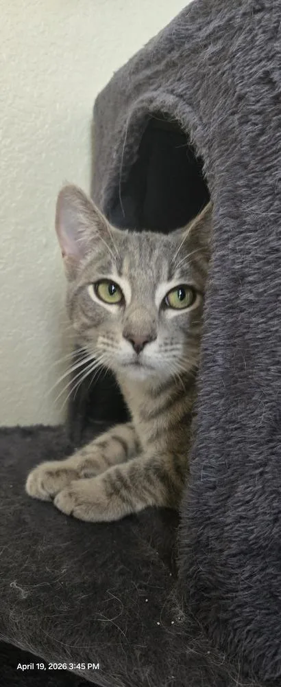 A young medium-sized male Gray / Blue / Silver American Shorthair cat named Gary for adoption in Austin, TX