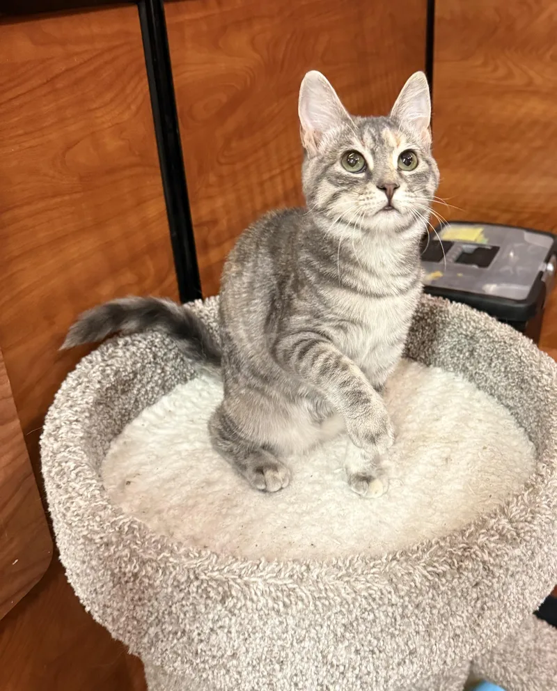 A baby medium-sized female Dilute Calico Domestic Short Hair cat named Riley for adoption in Old Bridge, NJ