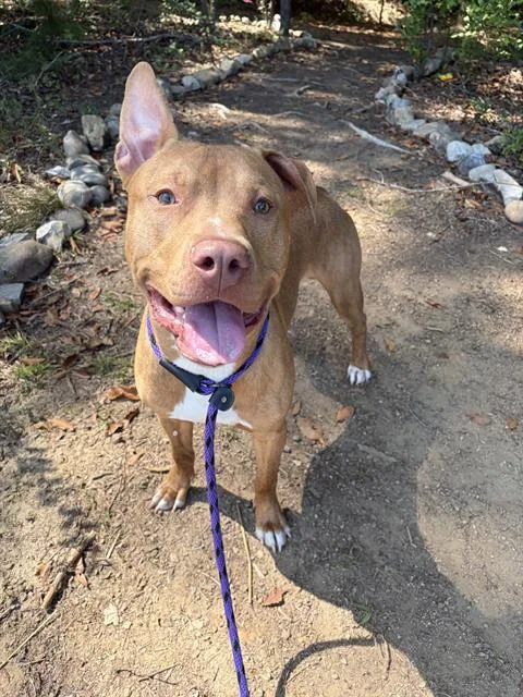 A young medium-sized male Pit Bull Terrier dog named Randy for adoption in Charlotte, NC
