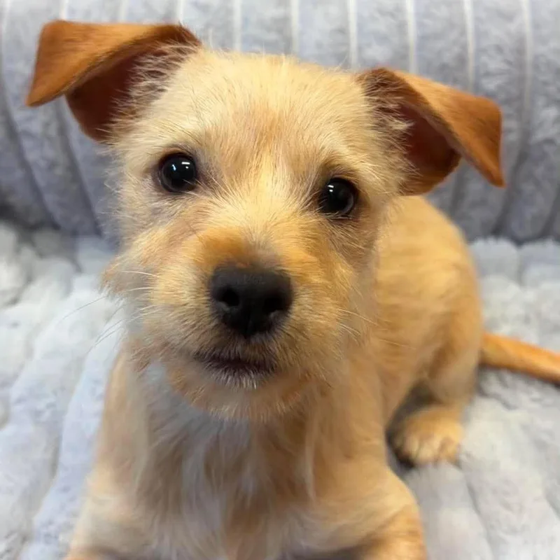 A baby small-sized female Yorkshire Terrier dog named Serenity for adoption in Valparaiso, IN