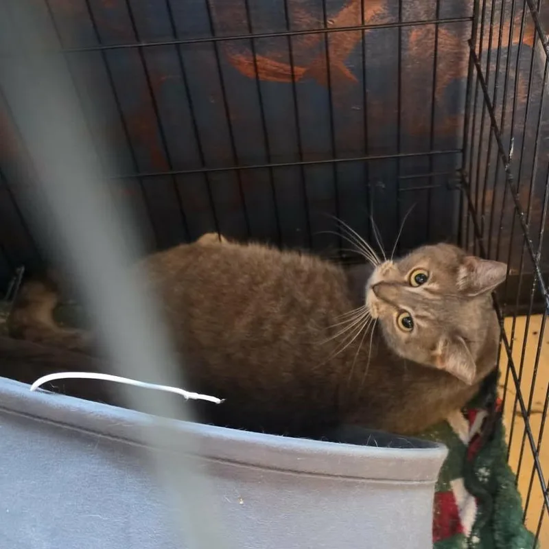 An adult small-sized female Gray / Blue / Silver Domestic Short Hair cat named Gray Goose Tx for adoption in Denver, CO