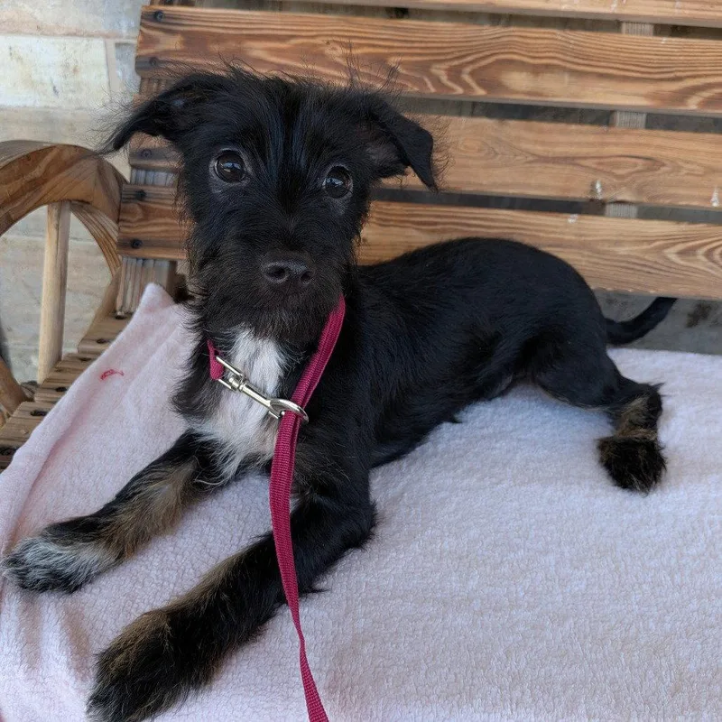 A baby small-sized male Terrier dog named Gilbert for adoption in Chico, CA