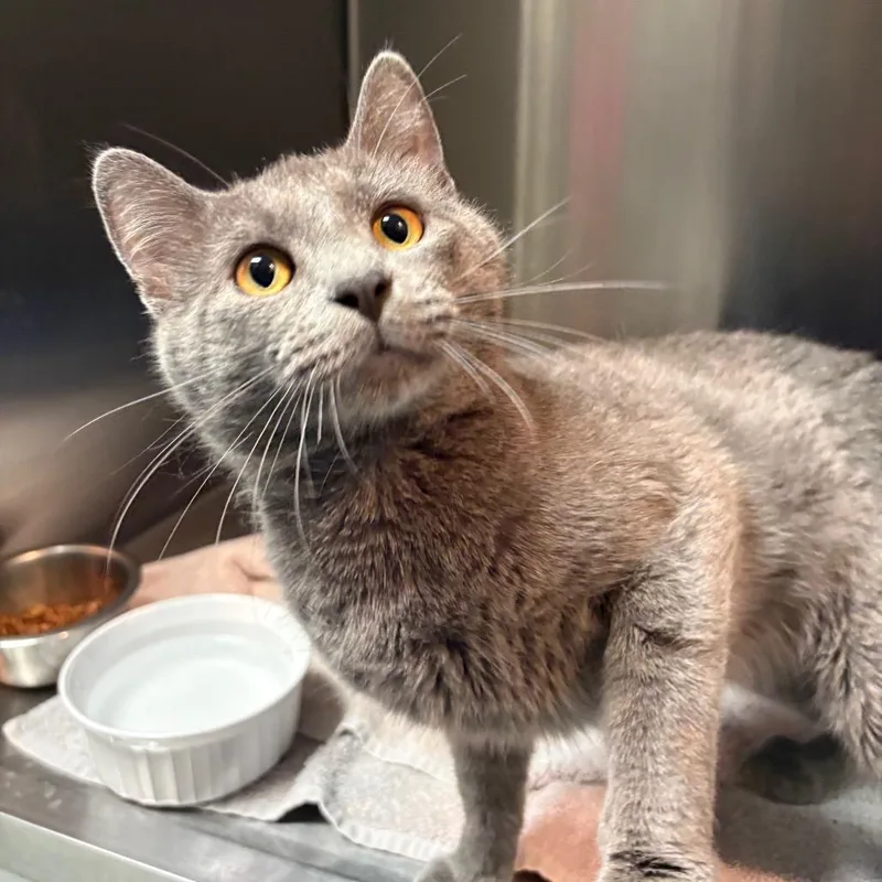 An adult medium-sized male Gray / Blue / Silver Domestic Short Hair cat named Tarzan for adoption in Springfield, IL