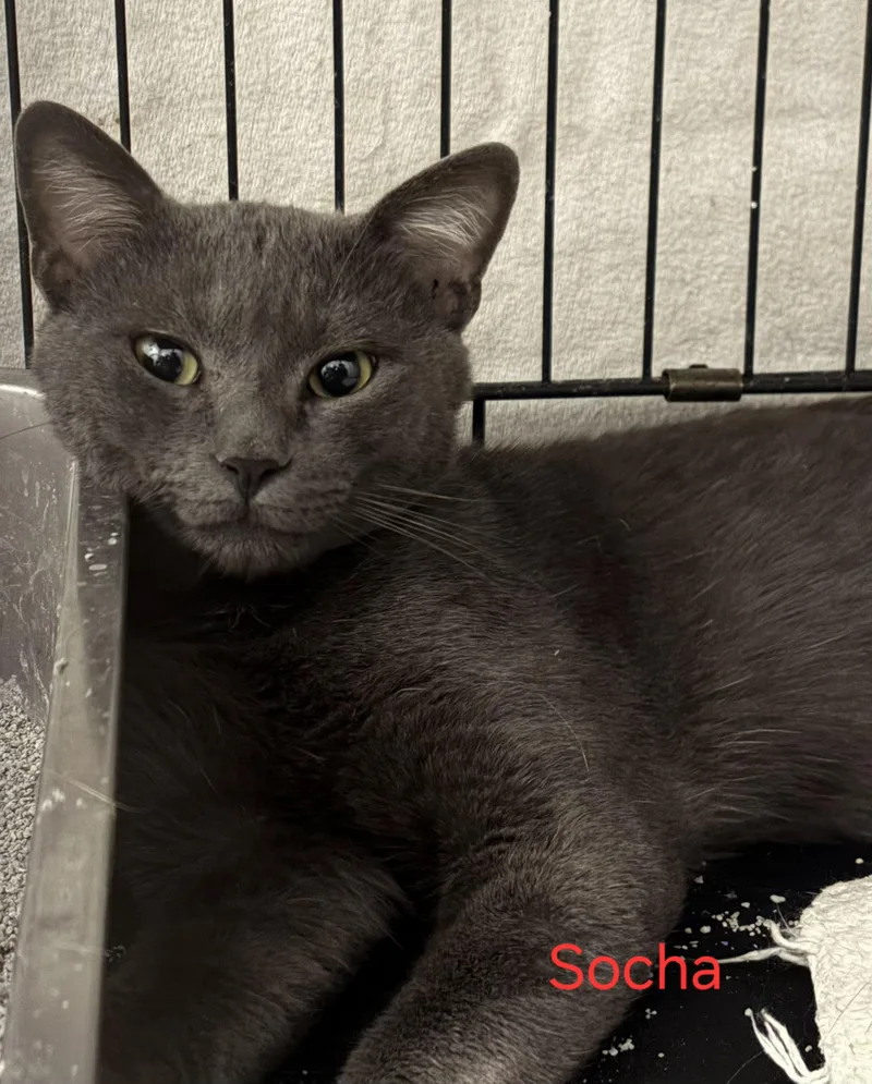 An adult medium-sized male Gray / Blue / Silver Russian Blue cat named Socha for adoption in Las Cruces, NM