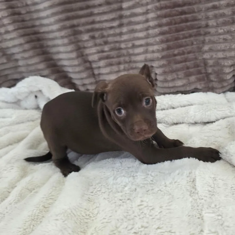 Mr. Chocolate JuM thumbnail 2
