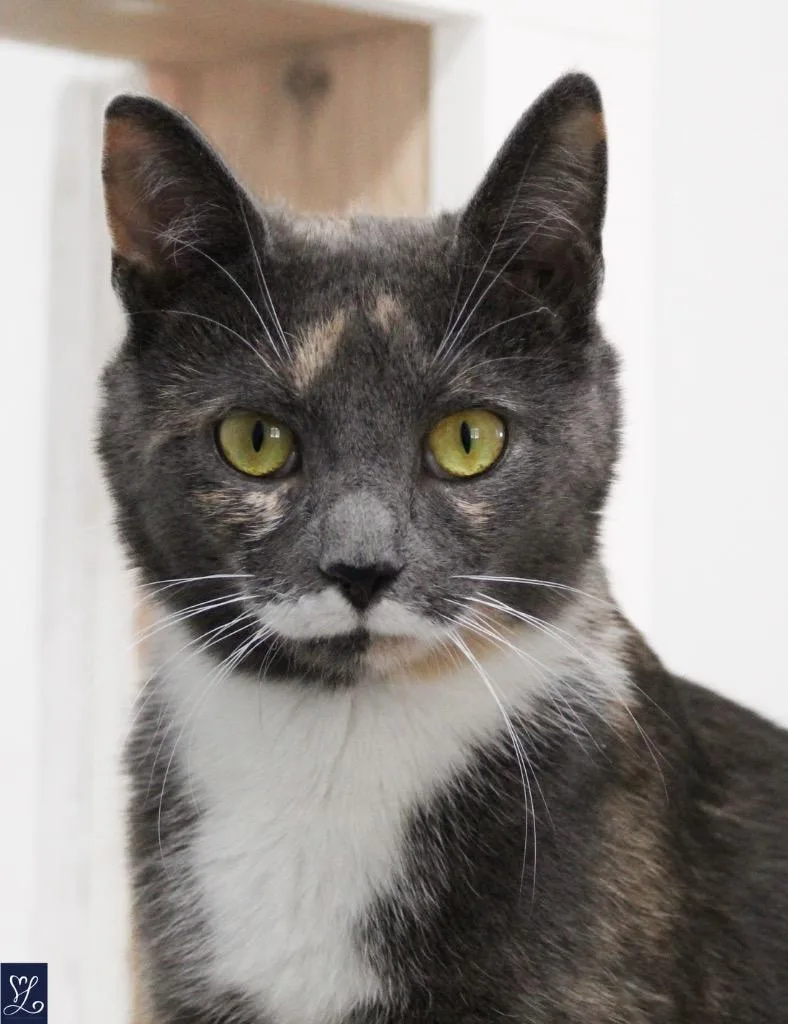 A young large-sized female Domestic Short Hair cat named Melissa for adoption in Albion, NY