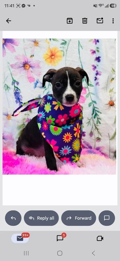 A baby medium-sized female Tricolor (Brown, Black, & White) Pit Bull Terrier dog named Brianna for adoption in Sedalia, CO
