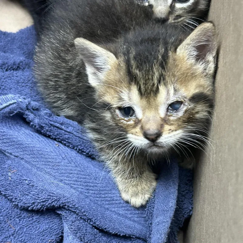 A baby small-sized male Gray / Blue / Silver Domestic Short Hair cat named Sam for adoption in Newark, NJ