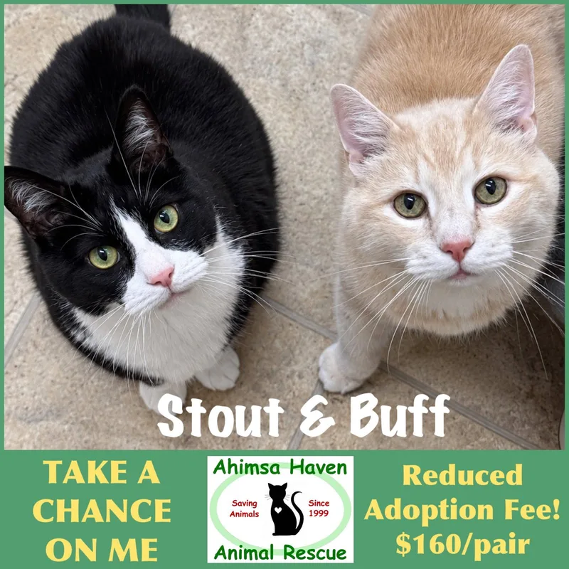 A senior extra large-sized male Domestic Short Hair cat named Stout & Buff for adoption in Winchendon, MA