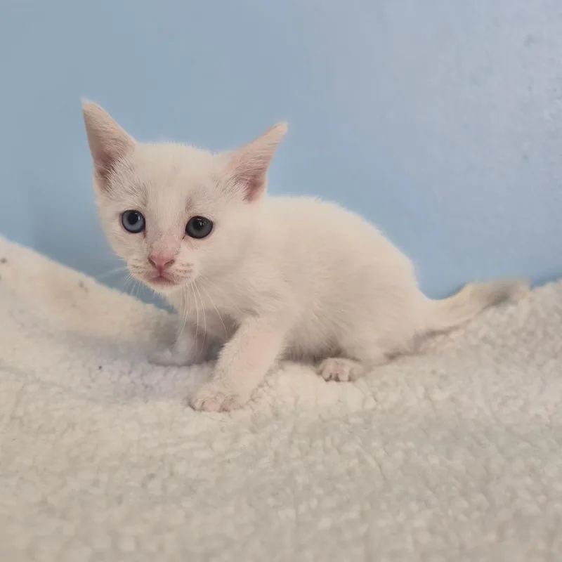 A baby small-sized female Domestic Short Hair cat named Applejack for adoption in Wahiawa, HI